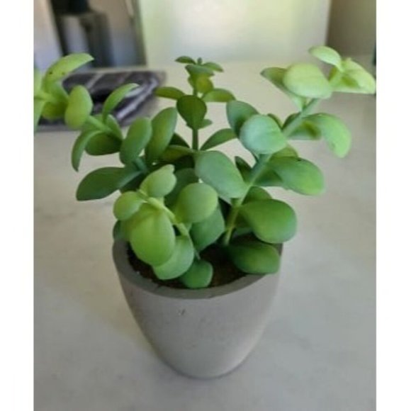 New Artificial Plants, 3 Pack Realistic Faux Succulents in Pots with Flower - Picture 2 of 4